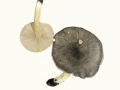 Tricholoma portentosum  (Fr.) Quél. , Schwarzfaseriger Ritterling, Schneeritterling