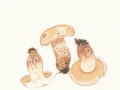 Tricholoma psammopus (Kalchbr.) Quél. , Lärchenritterling