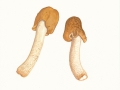 Verpa conica Sw.:Pers. , Fingerhutverpel