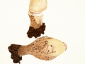 Volvariella bombycina (Schaeff.:Fr.) Singer var. bombycina  , Wolliger Scheidling
