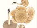 Agrocybe praecox  (Pers.:Fr.) Fayod , Frühlings-Ackerling