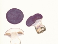 Cortinarius (Phleg.) cumatilis Fr. , Taubenblauer Schleimkopf