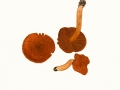 Cortinarius (Lep.) orellanus Fr. , Orangefuchsiger Raukopf