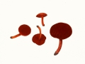 Cortinarius (Derm.) sanguineus , Blutroter Hautkopf