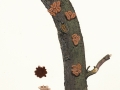 Encoelia furfuracea (Roth) Karst. ,  2 , Hasel-Kleiebecherling