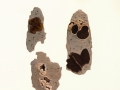 Encoelia furfuracea (Roth) Karst. , Hasel-Kleiebecherling