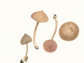 Entoloma hirtipes (Schum.:Fr.) Mos. , Gebrechlicher Glöckling