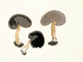 Helvella queletii Bres. , Rippenstielige Becher-Lorchel