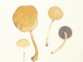 Stropharia semiglobata  (Batsch:Fr.) Quél.  var. semiglobata, Halbkugeliger Träuschling