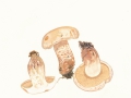 Tricholoma psammopus (Kalchbr.) Quél. , Lärchenritterling