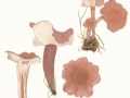 Calocybe carnea (Bull.:Fr.) Donk , Fleischrosa Schönkopf