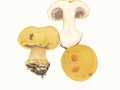 Cortinarius (Phleg.) anserinus (Velen.) Rob. Henry , Buchen-Klumpfuß