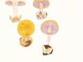 Cortinarius (Phleg.) calochrous (Pers.:Fr.) Fr. s.l. , Amethystblättriger Klumpfuß
