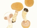 Cortinarius (Phleg.) olidus J.E.Lange , Gelbgegürtelter Schleimkopf
