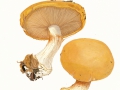 Cortinarius (Phleg.) saporatus  Britz. , Breitknolliger Klumpfuß, Velumflecken-Klumpfuß