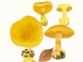 Cortinarius (Phleg.) splendens Rob. Henry , Schöngelber Klumpfuß
