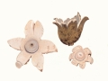 Geastrum fimbriatum Fr. , Gewimperter Erdstern