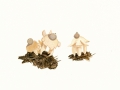 Geastrum quadrifidum Pers.:Pers. , Kleiner Nest-Erdstern , Krönchen-Erdstern