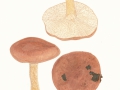 Tricholoma populinum J.E.Lange , Pappel-Ritterling
