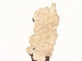 Antrodia serialis (Fr.) Donk , Reihige Tramete ,  NPH