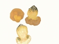 Butyriboletus subappendiculatus (Dermek, Lazebn. & J. Veselský) D. Arora & J.L.Frank  , Nadelwald-Anhängselröhrling , NPH