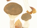 Clitopaxillus  alexandri (Gillet) G.Moreno, Vizzini, Consiglio & P. Alvarado  , Buchsblättriger Trichterling