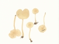 Clitocybe fragans (Wirth.: Fr.) Kumm. , Langstieliger Duft-Trichterling , NPH