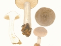 Clitocybe nebularis (Batsch) Kumm. , Nebelgrauer Trichterling, Nebelkappe