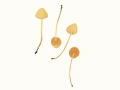 Conocybe rickenii (Jul. Schäff.) Kühner , Dung-Samthäubchen