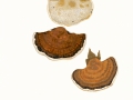 Daedaleopsis confragosa (Bolton:Fr.) J.Schröt. var. confragosa , Rötender Blätterwirrling