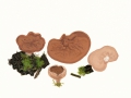 Gyromitra ancilis (Pers.:Fr.) Kreisel , Schildförmige Scheibenlorchel, Größter Scheibling
