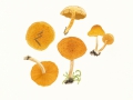 Gymnopilus penetrans (Fr.:Fr.) Murrill , Gemeiner Flämmling , Geflecktblättriger Flämmling