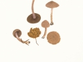 Inocybe phaeocomis (Pers.) Kuyp. var. major (S.Petersen) Kuyp , Violettlicher Risspilz