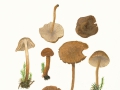 Inocybe lacera (Fr.) Kumm. , Struppiger Risspilz