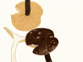Lactarius lignyotus Fr. , Mohrenkopf-Milchling