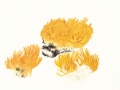 Ramaria aurea (Schaeff.:Fr.) Quél. , Goldgelbe Koralle