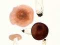Russula vesca  Fr. , Speise-Täubling , Fleischroter Speise-Täubling