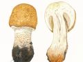 Agaricus augustus  Fr. , Braunschuppiger Riesen-Egerling