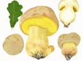 Hemileccinum impolitum (Fr.) Sutara , Fahler Röhrling