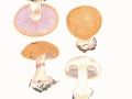 Cortinarius (Phleg.) arcuatorum Hry. , Violettgesäumter Klumpfuß