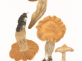 Cortinarius (Tel.) bovinus Fr. , Dickfüßiger Nadelwald-Dickfuß