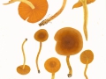 Cortinarius (Derm.) cinnamomeus (L.:Fr.) Gray , Zimt-Hautkopf