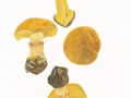 Cortinarius (Phleg.) fulvocitrinus Brandrud , Braunscheibiger Klumpfuß