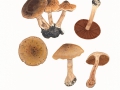 Cortinarius (Tel.) hinnuleus Fr. agg. , Erdigriechender Gürtelfuß