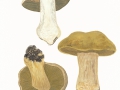 Cortinarius (Phleg.) infractus (Pers.:Fr.) Fr. agg. , Bitterer Schleimkopf