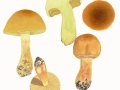 Cortinarius (Phleg.) nanceiensis Maire  var. nanceiensis , Gelbflockiger Schleimkopf