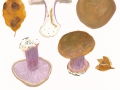 Cortinarius (Phleg.) purpurascens (Fr.) Fr. , Purpurfleckender Klumpfuß