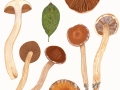 Cortinarius (Tel.) saturninus (Fr.) Fr. , Blaufleischiger Wasserkopf