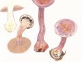 Cortinarius (Phleg.) sodagnitus Hry. , Violetter Klumpfuß