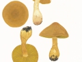 Cortinarius (Lep.) venetus (Fr.:Fr.) Fr. , Grüner Raukopf , Dunkelgrüner Rettich-Raukopf